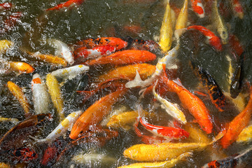 Fototapeta na wymiar feeding colorful carps fish from bottles