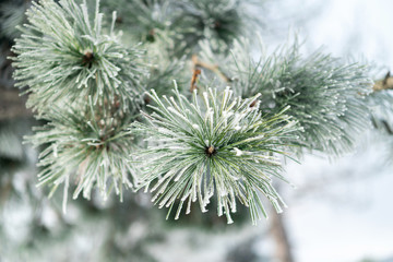 Naklejka na ściany i meble a branch of beautiful icy pine conifer. Winter tree. Hoarfrost, snow, nature