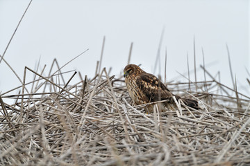 Cooper's Hawk in the Nest at Merced Wildlife Refuge, California, USA
