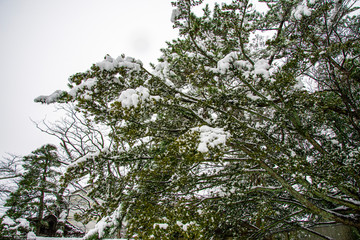 雪景色