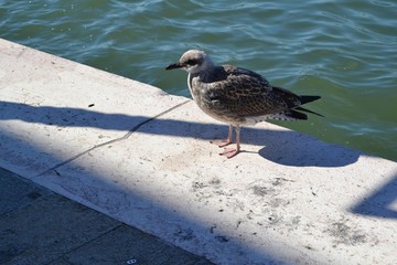Möwe auf Steinmauer vor  Wasser
