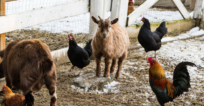 Cute dwarf goat surrounded by chickens looking at the camera. Beautiful farm animals at petting zoo.