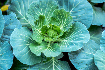 Collard greens,Organic Collard Greens, cabbage in the garden with copy space