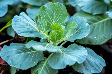 Collard greens,Organic Collard Greens, cabbage in the garden with copy space