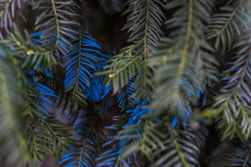 Fir needles painted in bright blue in close-up