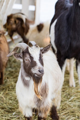 Close up portrait of funny cute goat. Beautiful Goat farm animal at petting zoo.