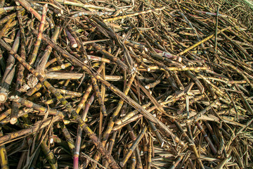 Sugarcane harvest, cane on the ground waiting to be loaded