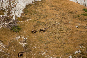 A herd of chamoises on steep a mountain pasture