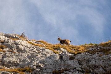 Fototapeta na wymiar Small Chamois on a mountain pasture