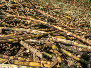 Sugarcane harvest, cane on the ground waiting to be loaded