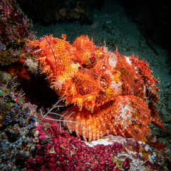 Fototapeta na wymiar Red and bid stone fish on the coral