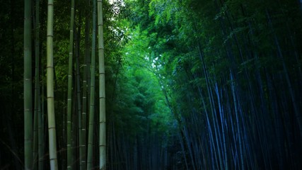 Bamboo forest background. thick bamboo trunks shoot up straight. Japan China and Korea style tourist attraction spot. cool ecosystem friendly atmosphere.