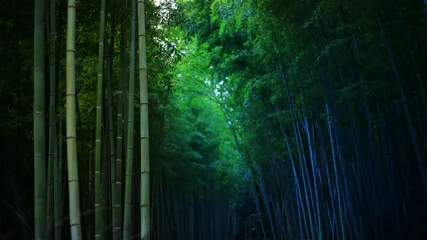 Foto auf Glas Bamboo forest background. thick bamboo trunks shoot up straight. Japan China and Korea style tourist attraction spot. cool ecosystem friendly atmosphere. © suebsiri