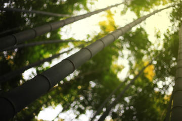 Fototapeta premium selective focus bamboo trunk shooting into the sky with bamboo forest background. eco friendly bamboo forest background for environmental awareness and protection concept