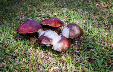 Wild red mushrooms with red caps