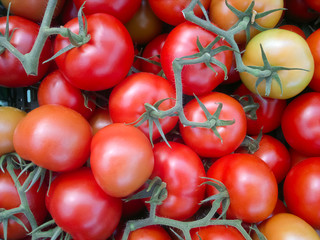 Background of group red tomatoes. Ripe natural branch tomatoes.