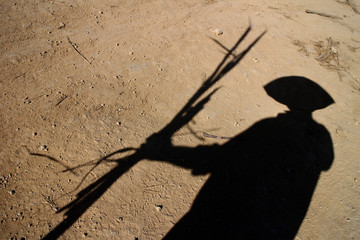 Sugarcane harvest, a shadow of a men holding the sugarcane