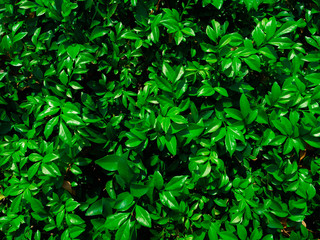 Shrub plant color green is a wall of natural growth beautiful