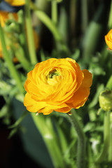 Yellow buttercup, graceful and luxurious, comparable to peony