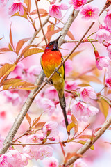 Colorful Mrs. Gould’s Sunbird on blooming wild himalayan cherry