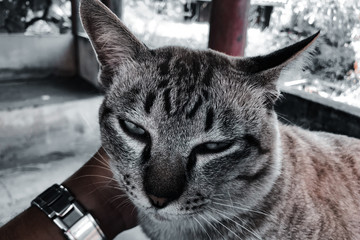 street homeless furry cat close up
