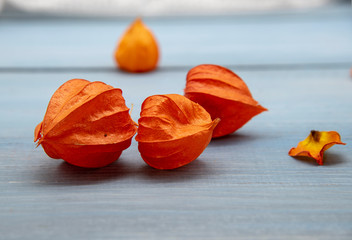orange physalis and dry rose petals on a blue tabletop