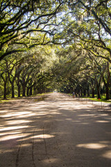 Fototapeta premium Beautiful canopy trees over dirt road
