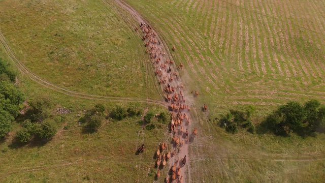 Aerial wide shot from above herd cattle running through open green field, europe