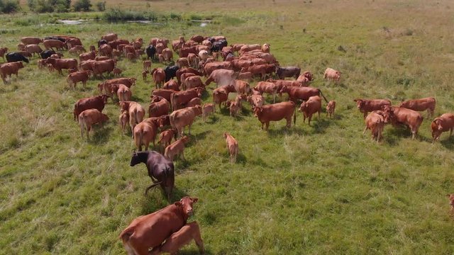 Aerial shot over herd cattle pasturing on green field organic farm, Europe