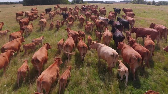 Aerial shot over herd of red and black angus cattle running in organic farm open field