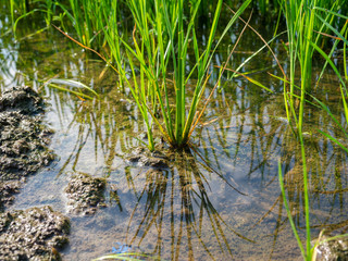 Green rice plants in the growing fields,Swamp rice plant, Background is blue sky and White clouds Beautiful nature in Ayutthaya Thailand,Tourist attraction