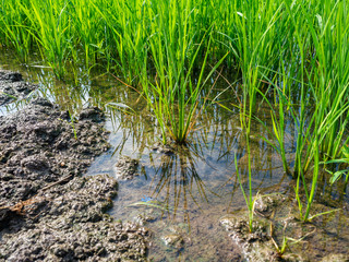 Green rice plants in the growing fields,Swamp rice plant, Background is blue sky and White clouds Beautiful nature in Ayutthaya Thailand,Tourist attraction