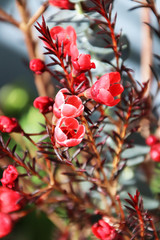Blooming red wax plum, a very festive flower, the Chinese like to use it as a decorative flower for the Chinese New Year