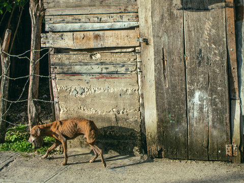 Animal abuse, abandoned dog with scars 