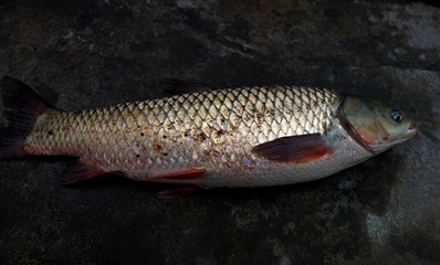 Close up view of a grass carp fish. 