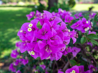 Bougainvillea flower Purple In full bloom,In Bang Pa In Royal Palace Ayutthaya Thailand