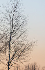 Fototapeta na wymiar Leafless tree branches in the morning