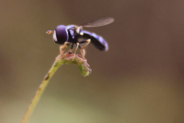 photo of a fruit fly that is above the grass