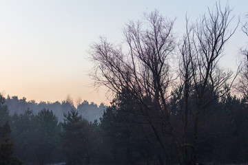Leafless tree branches in the morning