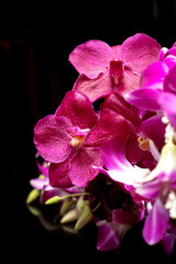 Fototapeta na wymiar Orchids on black