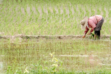 Obraz na płótnie Canvas Thai farmer planting on the paddy rice farmland