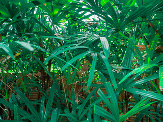 Green plants in nature,Outdoor shape beautiful leaf green