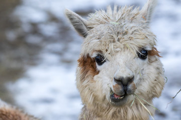 Portrait of a cute alpaca. Beautiful llama farm animal at petting zoo.