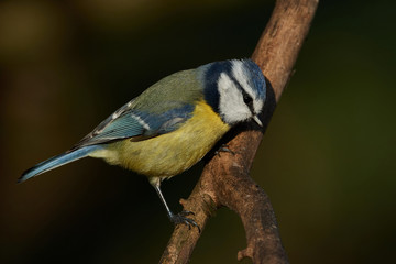 Obraz premium Blue Tit (Cyanistes caeruleus)