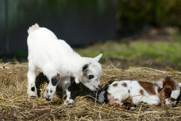 white cute goat kid standing and small goat kid lying on straw in front of shed