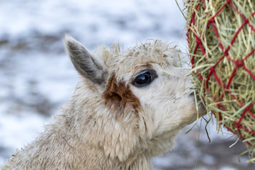 Portrait of a cute alpaca. Beautiful llama farm animal at petting zoo.