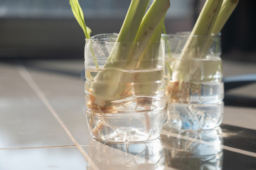 lemon grass without using soil