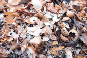 Onion husk banana peel in trash can