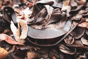 Onion husk banana peel in trash can