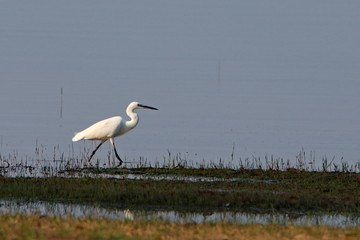 Egret